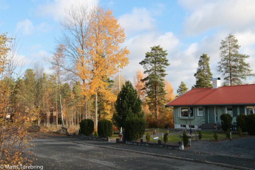 Nu är det bara fyra större träd kvar