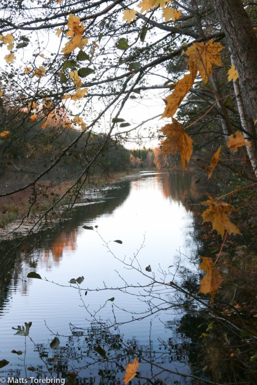 Målqvist damm börjar