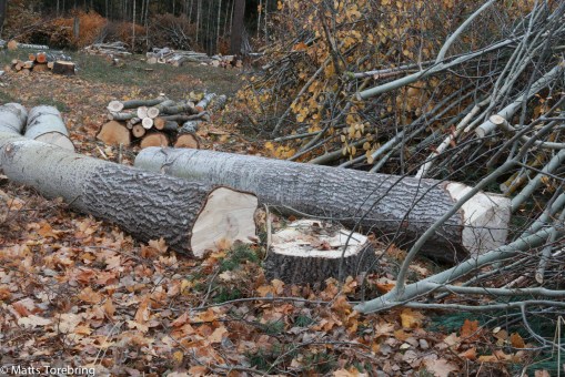 I måndags föll de två stora asparna till marken