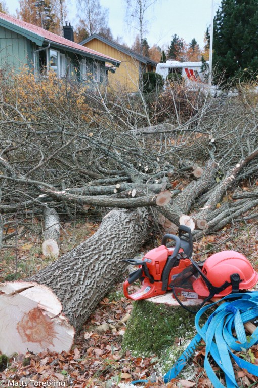 Det värsta trädet blev det sista