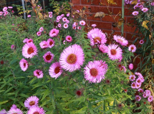 Runes skötebarn - Trädgården