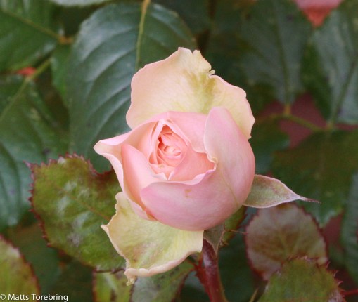 Runes skötebarn - Trädgården