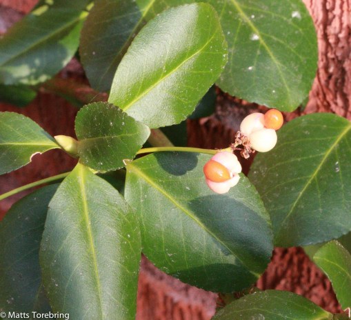 Runes skötebarn - Trädgården