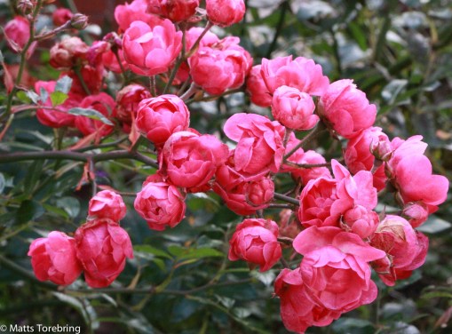 Runes skötebarn - Trädgården