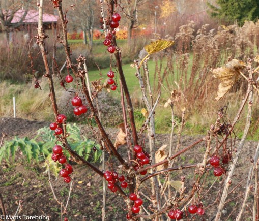 Runes skötebarn - Trädgården