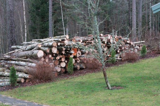 I nästa steg ska jag kapa och klyva al denna ved